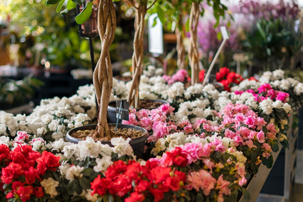 Royal Windsor Flower Show