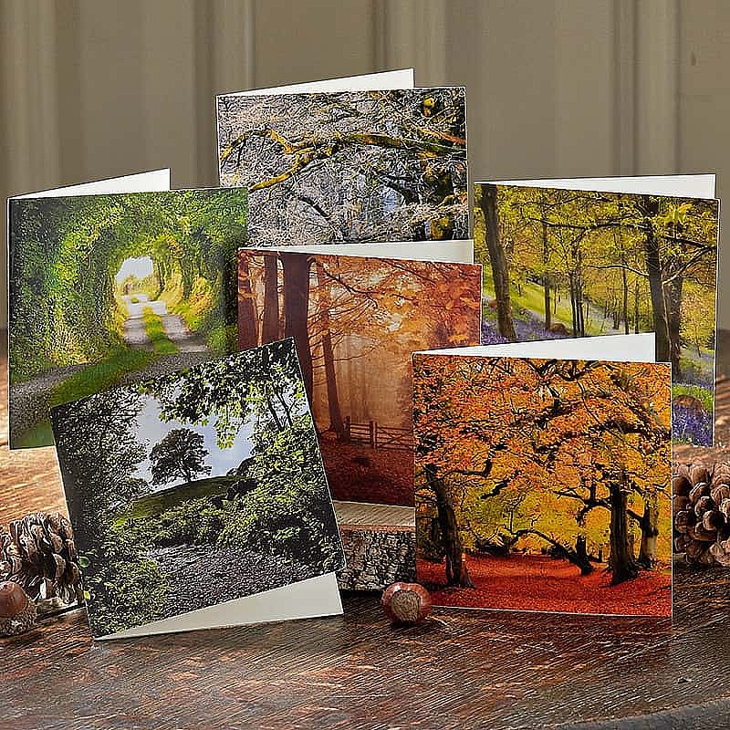 Seasonal Woodland View Cards