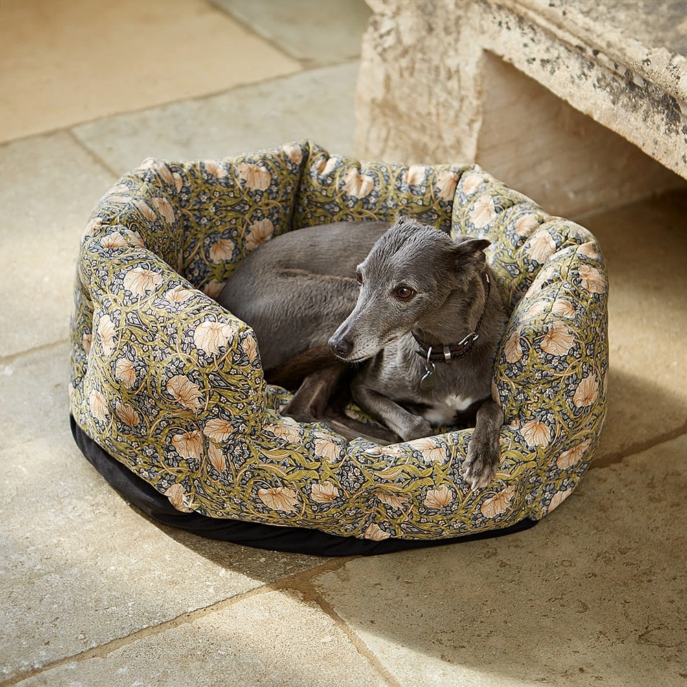 Cheap puppy bed clearance